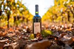 Photographe-viticole-occitanie-pyrenees-orientales-4